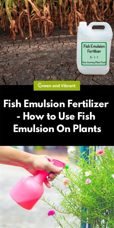 Fish Fertilizer For Plants – When And How To Apply Fish Emulsion .